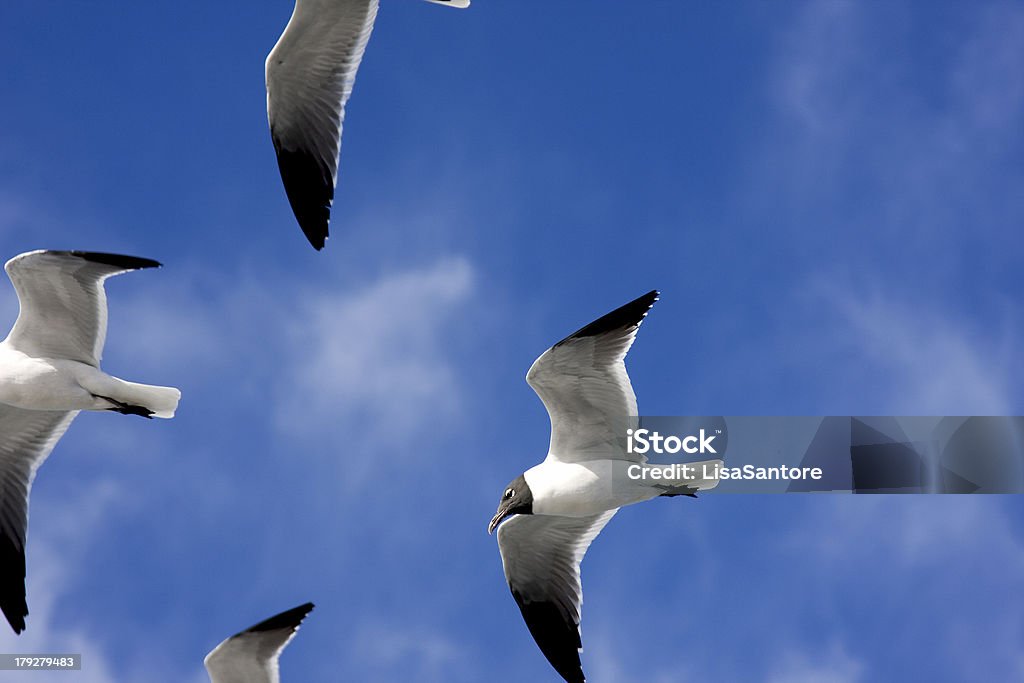 Vögel im Flug - Lizenzfrei Blau Stock-Foto