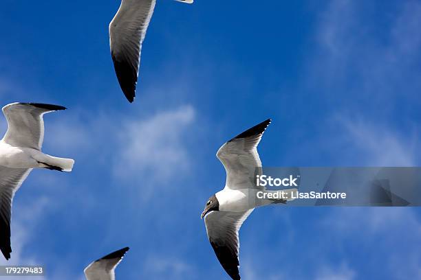 Photo libre de droit de Oiseaux En Vol banque d'images et plus d'images libres de droit de Aile d'animal - Aile d'animal, Bleu, Ciel