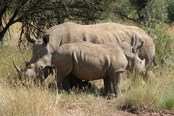 istock Rhino Family 179279585