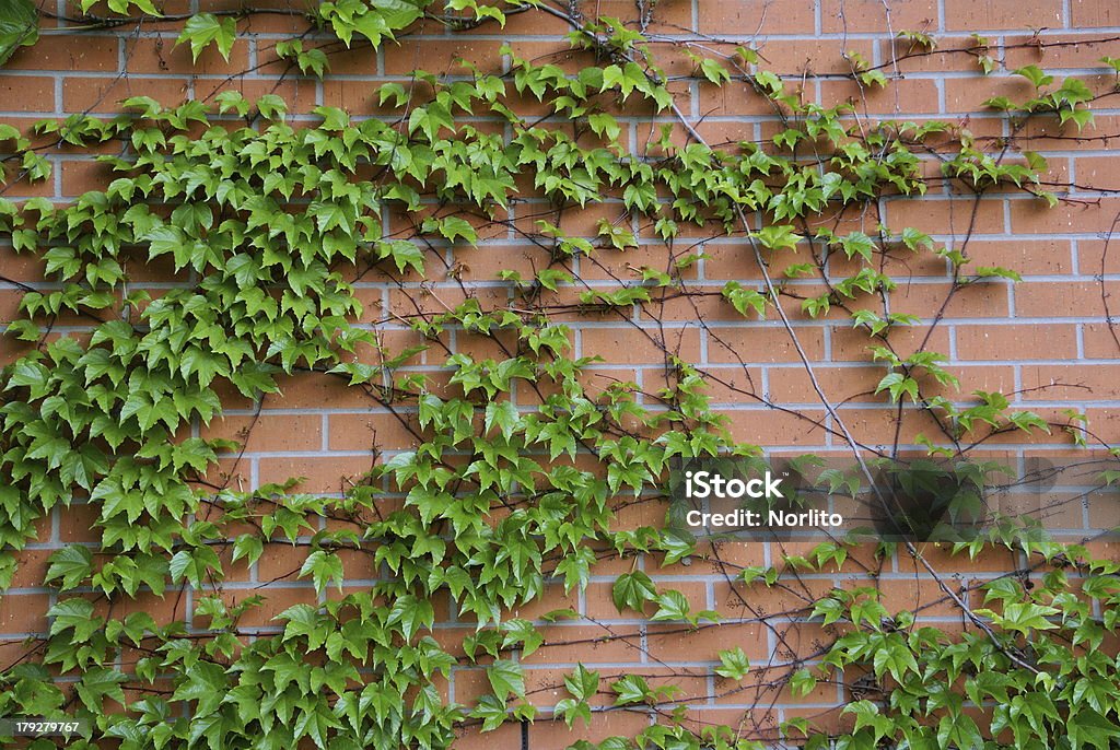 green  ivy leaves up on the wall green leaves on the wall Stealth Stock Photo