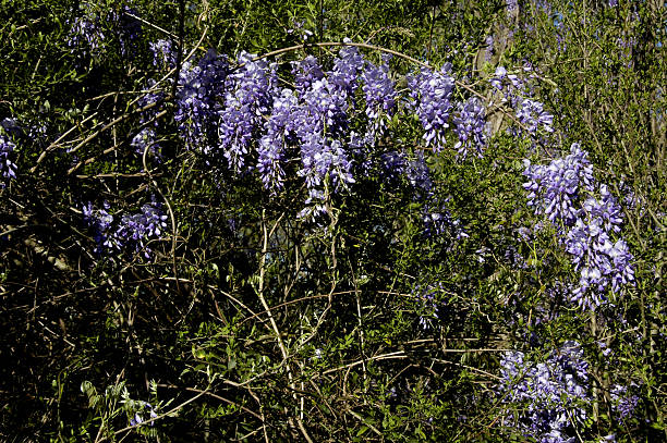 American Wisteria (W. frutescens) Hanging around on this tree, here in Georgia, USA wisteria frutescens stock pictures, royalty-free photos & images