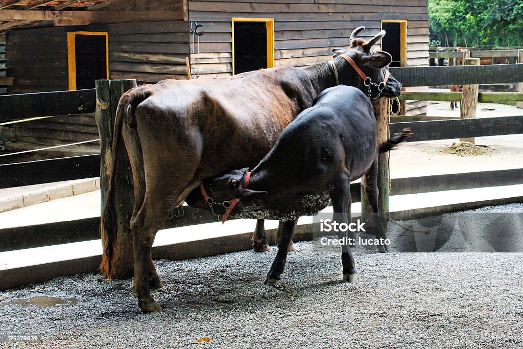 Farm giorno - Foto stock royalty-free di Ambientazione esterna