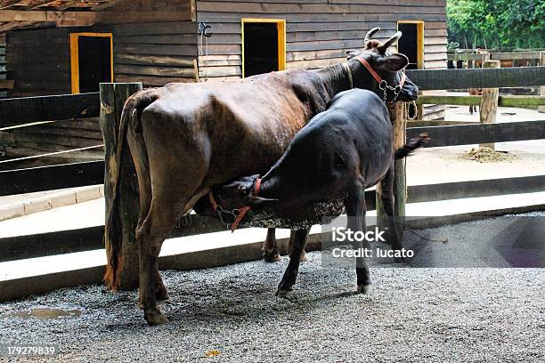 Farm Giorno - Fotografie stock e altre immagini di Ambientazione esterna - Ambientazione esterna, Animale, Banteng