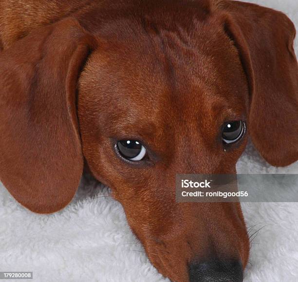 Bucky2 Foto de stock y más banco de imágenes de Animal - Animal, Cabeza de animal, Cachorro - Perro