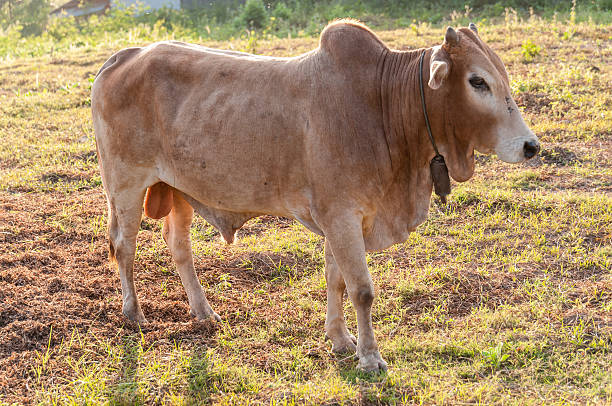 istock Cow On  The  Meadow 179280019