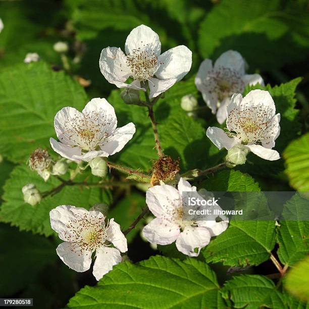 Blackberryblüten Stockfoto und mehr Bilder von Baumblüte - Baumblüte, Beere - Obst, Bewegungsunschärfe