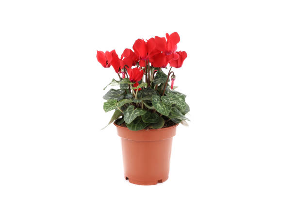 istock Red cyclamen flower in flowerpot on white isolated background 1792806552