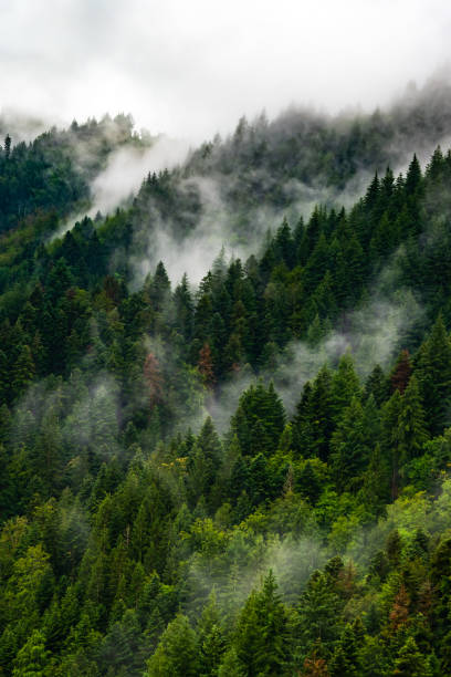 istock Aerial view above the Black Forest of Germany 1792807692