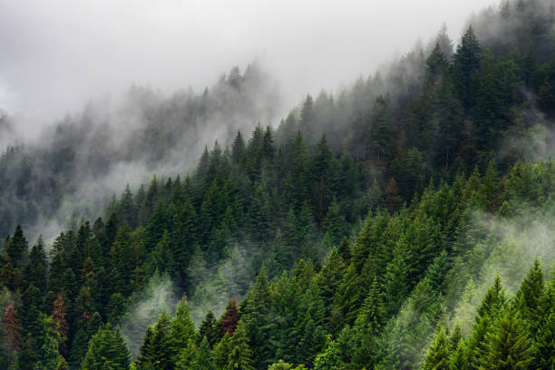 Aerial view above the Black Forest of Germany