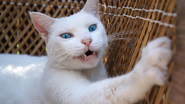 Scratching White Cat with Pink Nose White Cat with Vibrant Blue Eyes Meowing and Stretching and Scratching Rattan with his Sharp Claws cat sticking out tongue stock pictures, royalty-free photos & images