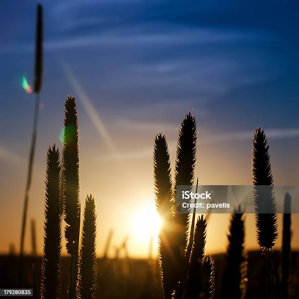 Sunset Stock Photo - Download Image Now - Agricultural Field, Beauty In Nature, Blue