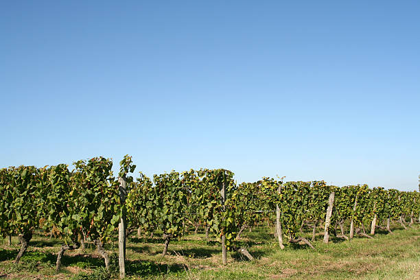 vignobles, l'indre loire, france - berry fruit green nature fruit photos et images de collection