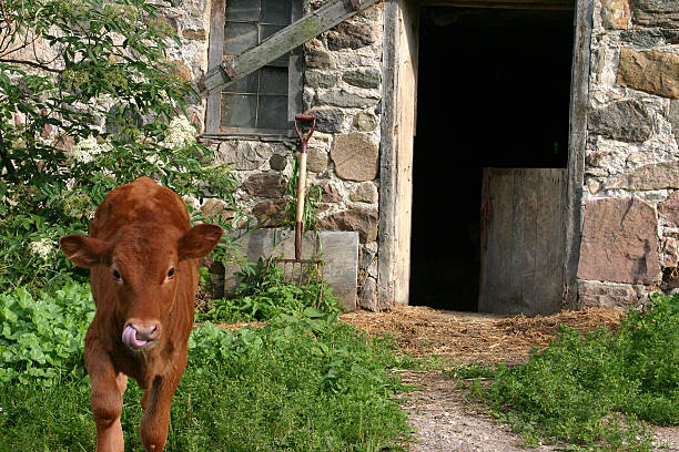 Calf licking nostril on the farm stock photo