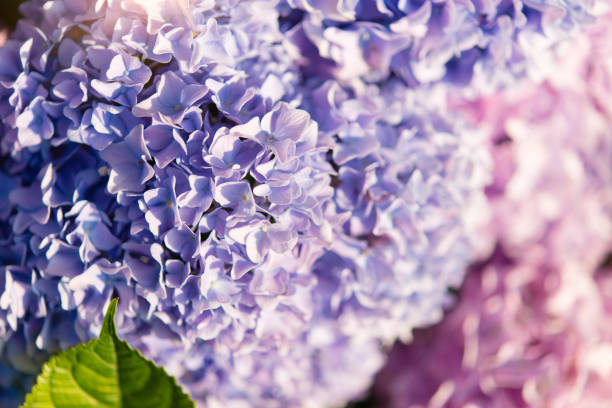 istock Blue and pink hydrangea flowers, close-up, flooded with sunlight. Floral background. 1792809344