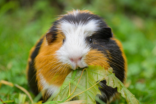 Portrait of a beautiful guinea pig eating in the garden, cloudy day in springtime, Vienna (Austria)