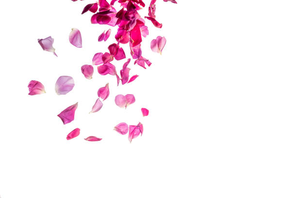 istock Deep pink rose petals falling from the top 1792812360