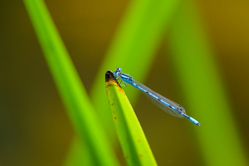 A Common blue damselfly resting on a leaf, sunny day in summer