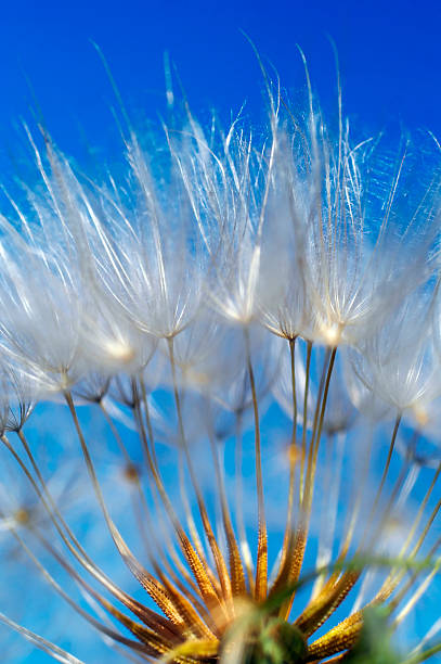 istock Dandelion against the blue background. Close-up. Macro. 179281294