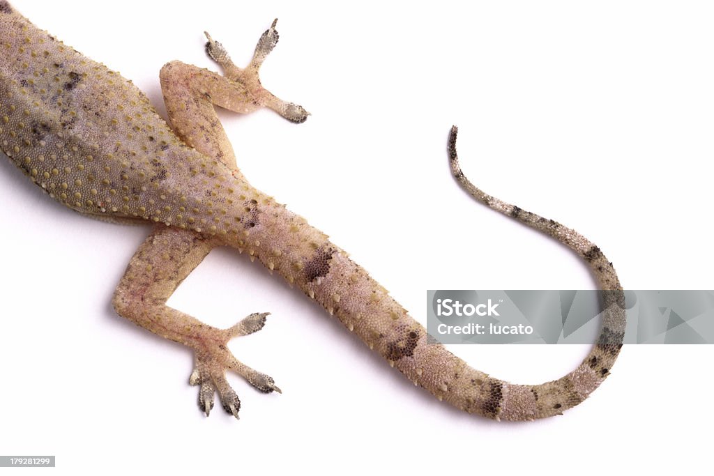 Gecko ogon - Zbiór zdjęć royalty-free (Gekon)