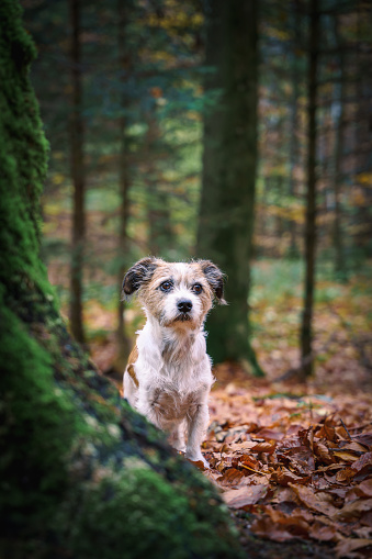 A dog sits in the forest