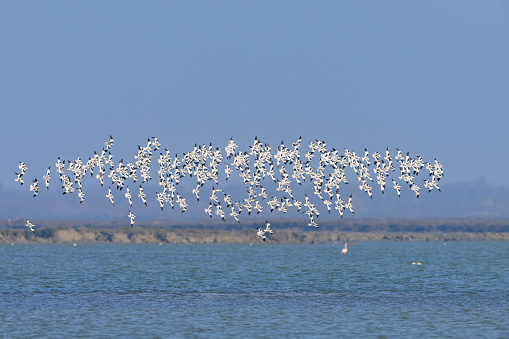 A group of Pied Avocets flying over water, sunny morning in springtime, Camargue (Provence, France)