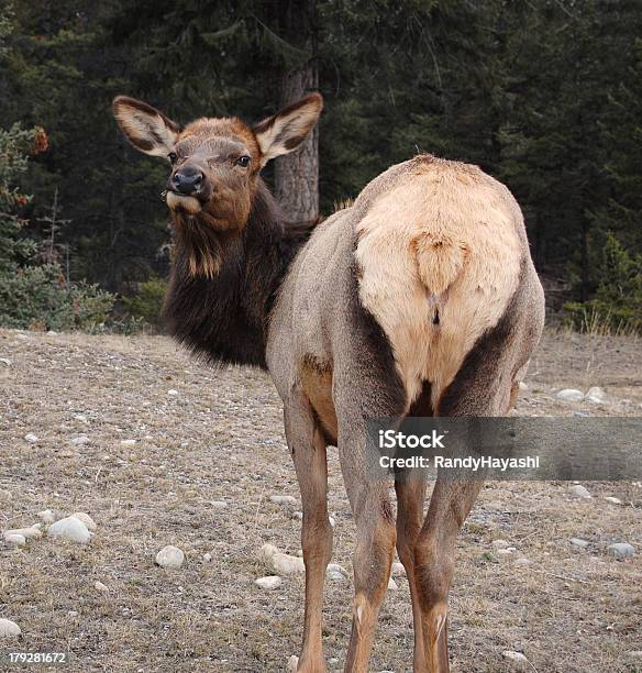 Grasen Elk Stockfoto und mehr Bilder von Banff - Banff, Banff-Nationalpark, Baum