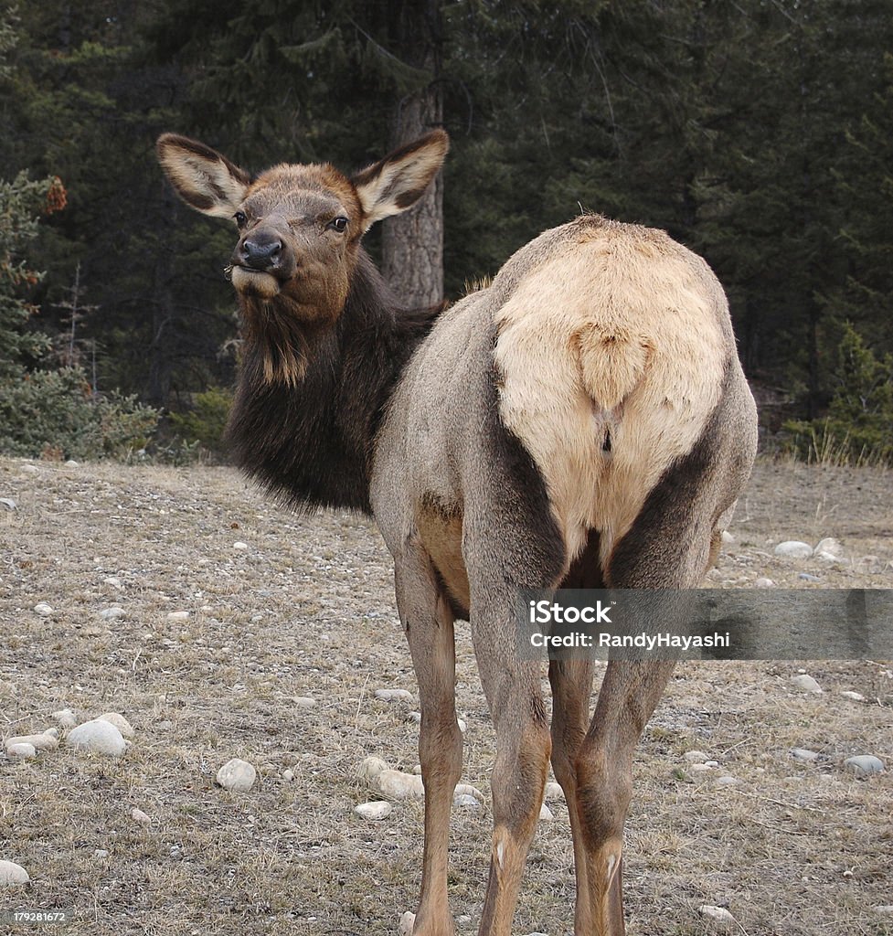grazing elk Grazing elk in jasper national park Alberta Stock Photo