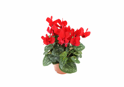 Red cyclamen flower in flowerpot on white isolated background. half from abobe view view