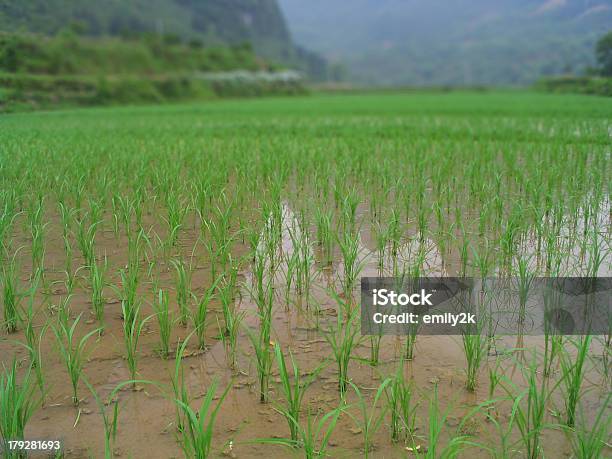 Paddy Farmland Agua Foto de stock y más banco de imágenes de Adulto joven - Adulto joven, Agricultura, Agua