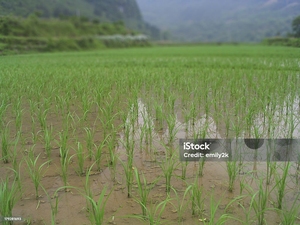 Acqua Paddy Farmland - Foto stock royalty-free di Acqua