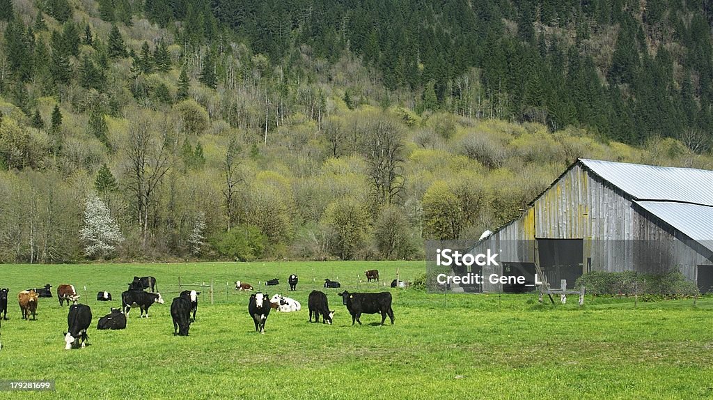 Ganado en un campo - Foto de stock de Ajardinado libre de derechos