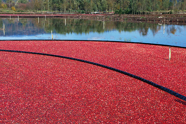 istock cranberry bog in harvesting season 179282018