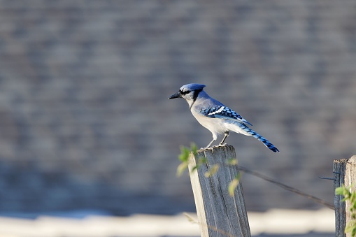 A blue jay is perched atop a wooden post in rural area