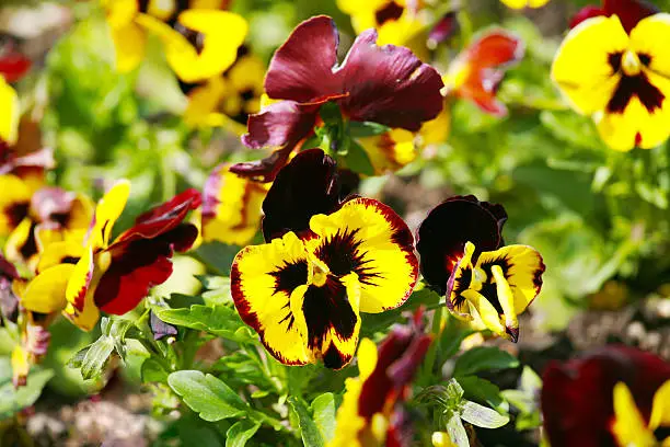 Heartsease, flower garden - close-up