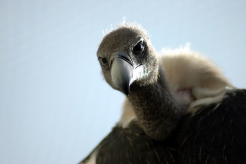 vulture focus on you
