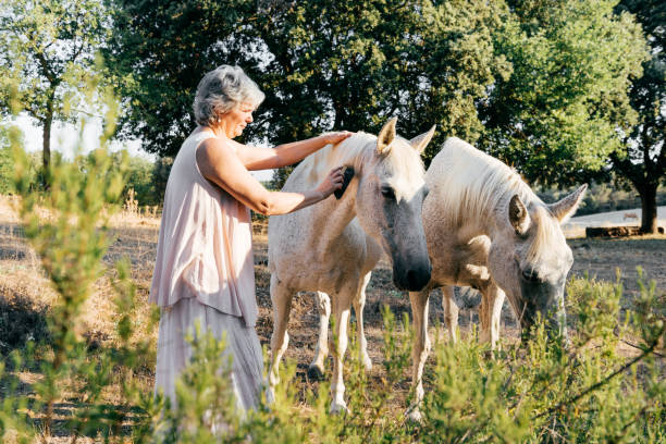 istock Horsewoman brushing two gray horses in countryside 1792823708