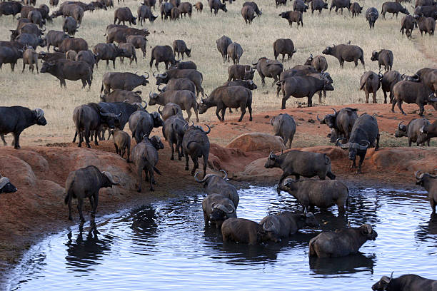 Buffalo Herd stock photo