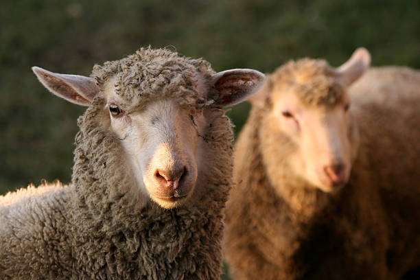 istock Look of sheep 179282475