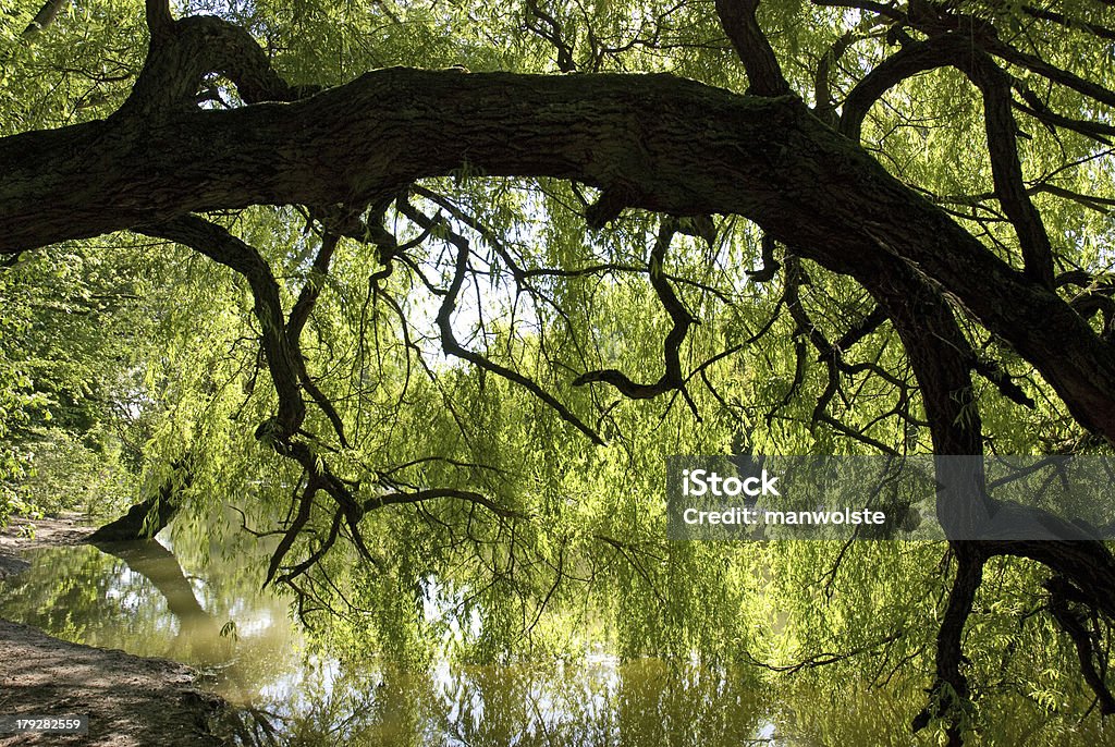 Sagoma albero che aleggiava sopra di acqua, Controluce - Foto stock royalty-free di Acqua