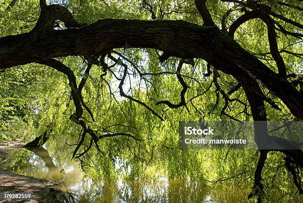 Sagoma Albero Che Aleggiava Sopra Di Acqua Controluce - Fotografie stock e altre immagini di Acqua