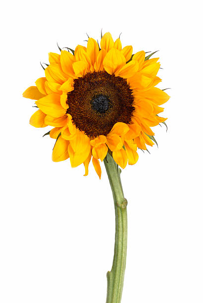 Single sunflower isolated on white stock photo