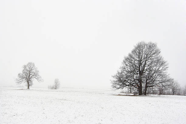 istock solitary trees in winter landscape 179282586