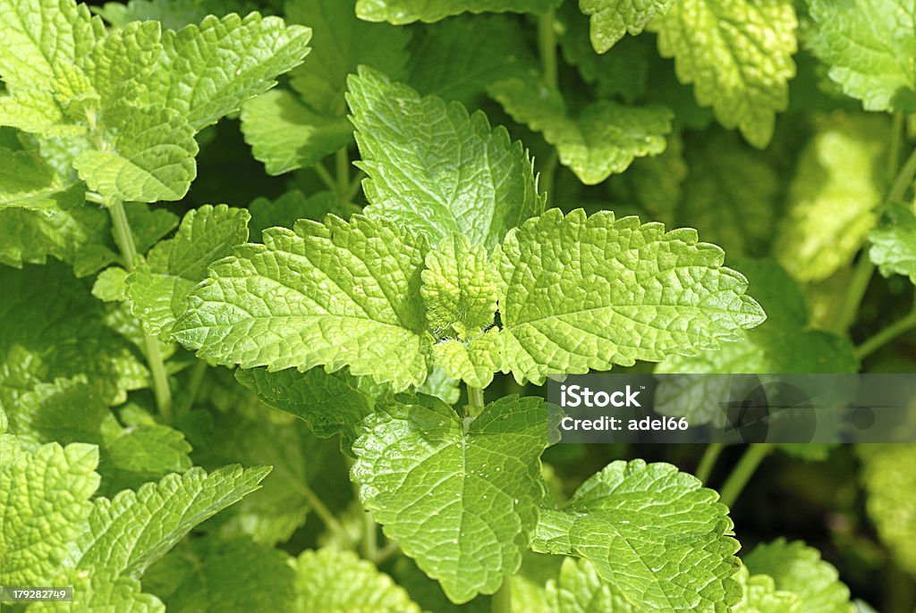 Melissa - Foto de stock de Menta limón libre de derechos