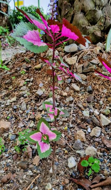 istock a pink flower in the garden. 1792828110