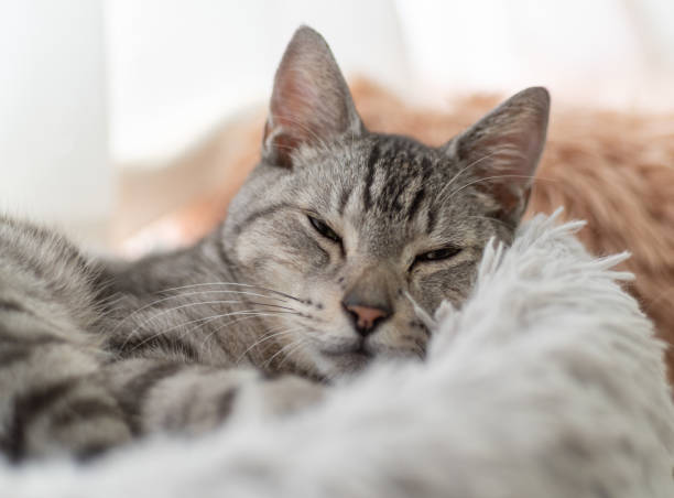 istock cat relaxing on a cushion 1792828668