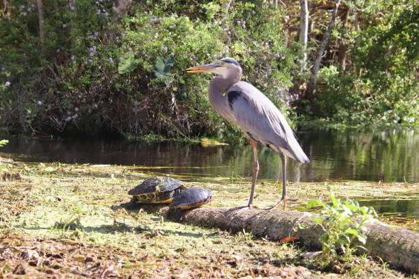 istock Florida redbelly turtle and great blue heron at Silver Springs 1792829208
