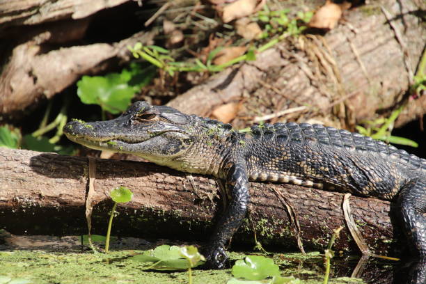 istock Alligator sunbathing at Silver Springs 1792829719