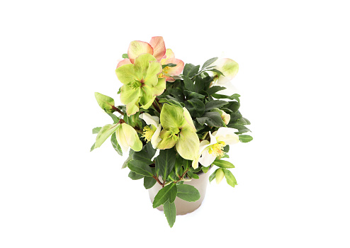 Flowerpot of Helleborus niger Christ rose blossom on white isolated background. from half above