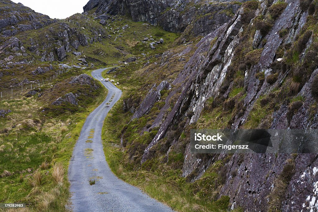 Remote Mountain Pass in Ireland Sheep Wandering Along Remote Mountain Pass Beara Peninsula Stock Photo