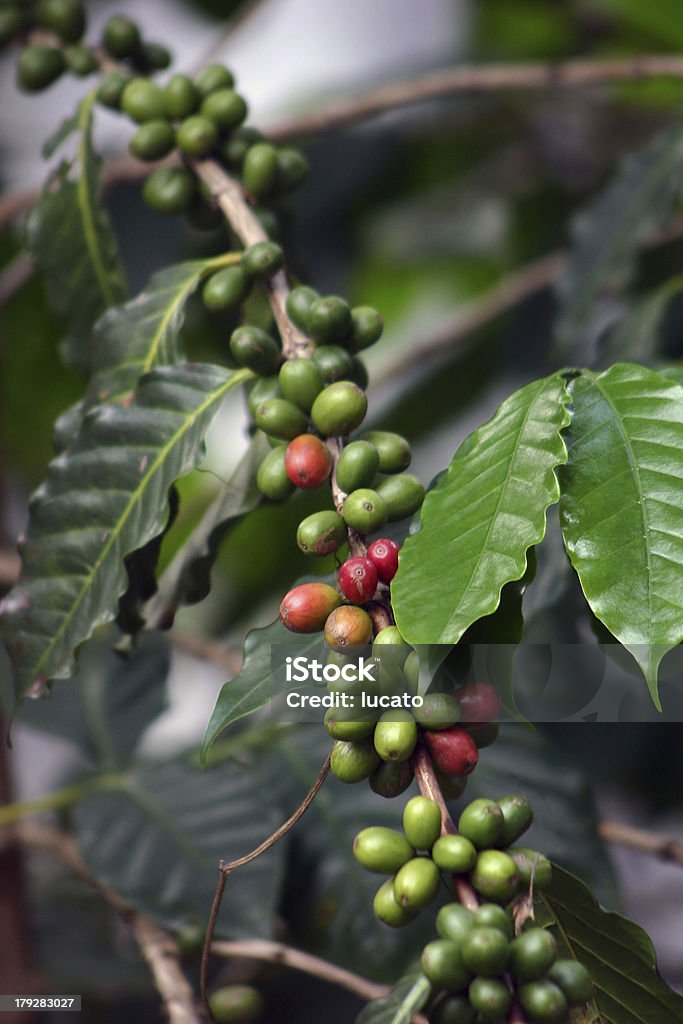 Coffee plant - Lizenzfrei Kaffeepflanze - Pflanzengattung Stock-Foto